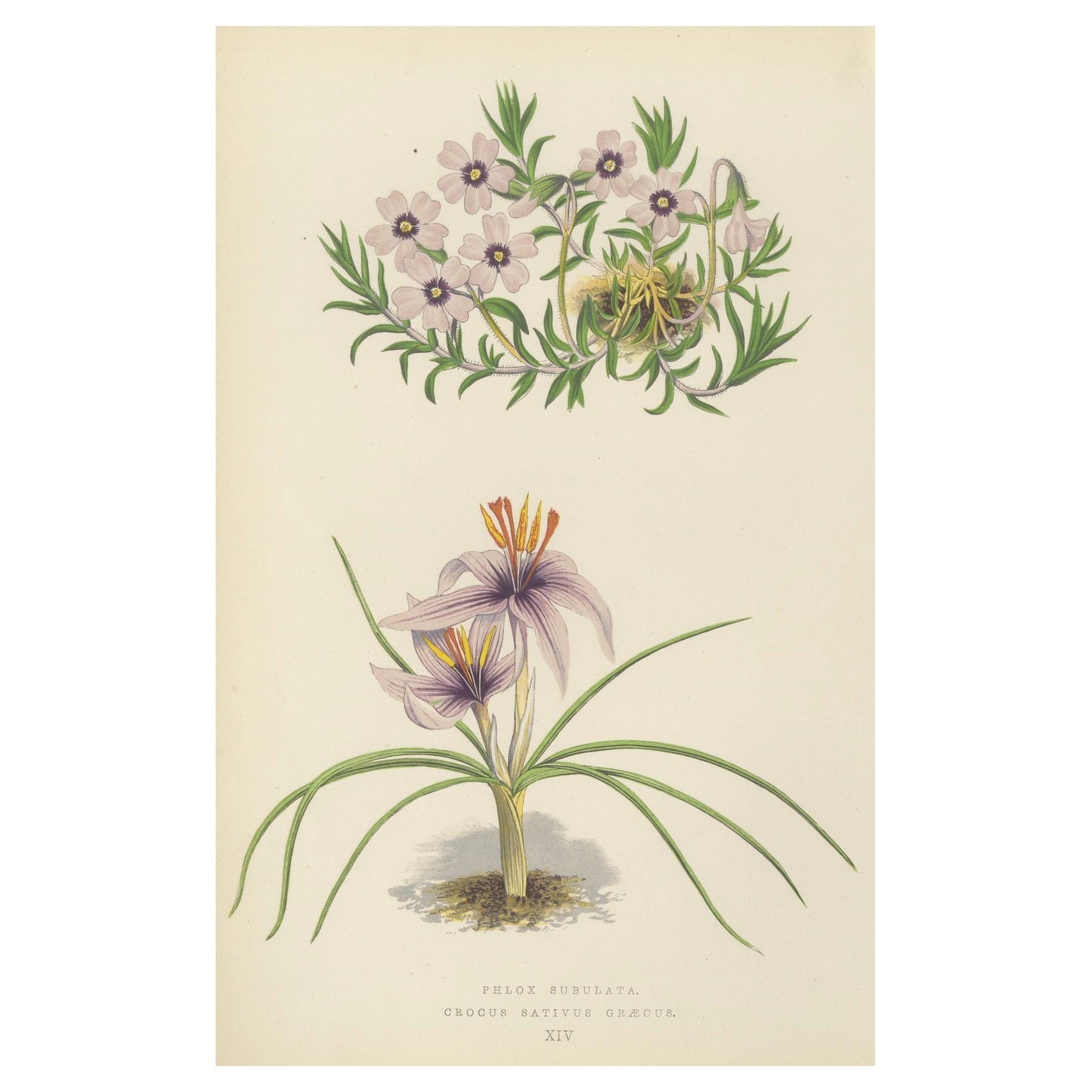Moos Phlox und Griechischer Safran Krokus handkolorierter botanischer Druck 1874
