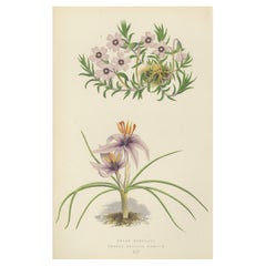 Moos Phlox und Griechischer Safran Krokus handkolorierter botanischer Druck 1874