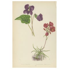 Alpine Violett und Rot Calandrinia handkolorierter botanischer Druck 1874