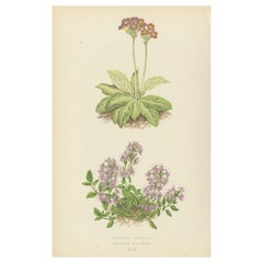 Schottische Primel und Alpenthymian handkolorierter botanischer Druck 1874