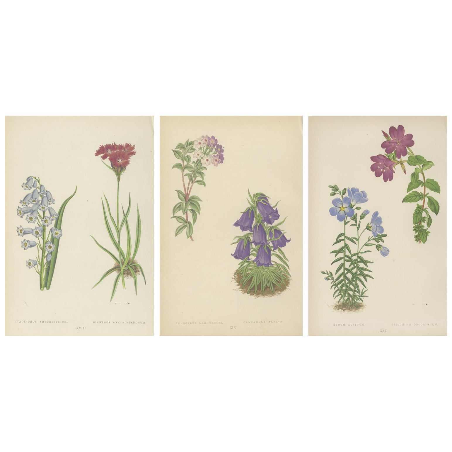 Victorian Triptych of Alpine Flowers from Alpine Plants by David Wooster 1874