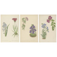 Viktorianisches Triptychon von Alpenblumen aus Alpenpflanzen von David Wooster 1874