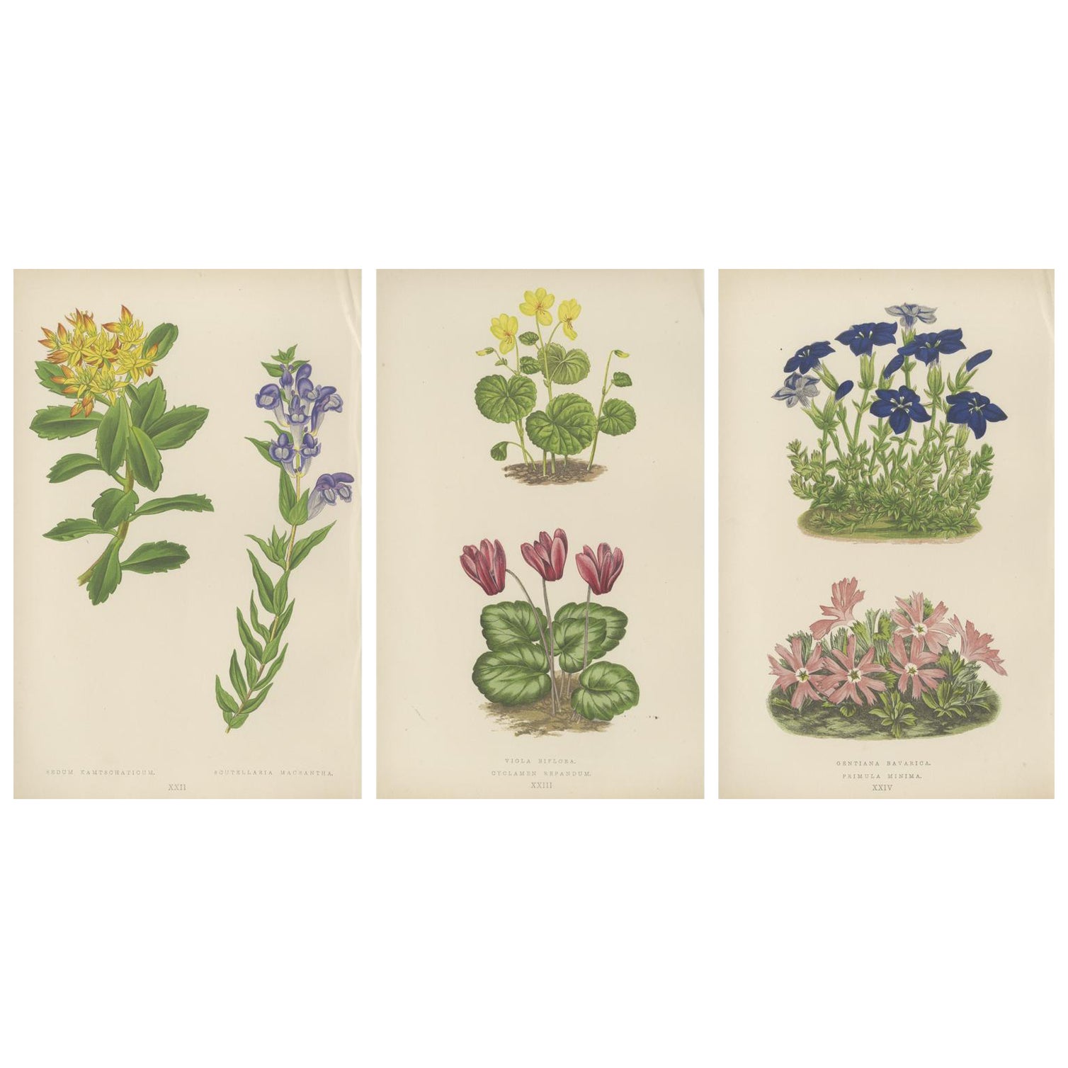 Victorian Triptych of Alpine Flowers with Gentian, Cyclamen and Sedum 1874 For Sale