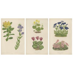 Viktorianisches Triptychon von Alpenblumen mit Enzian, Alpenveilchen und Sedum 1874
