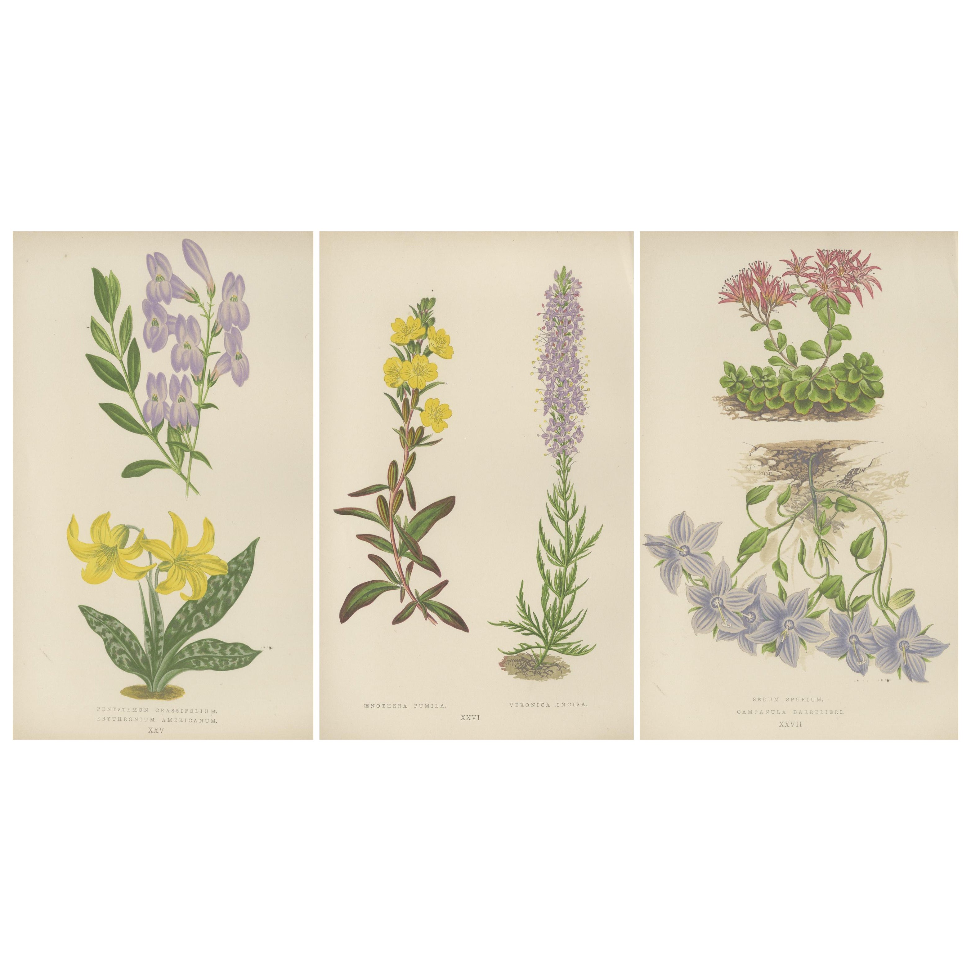 Triptyque botanique ancien avec Erythronium Americanum et Bellflower c1870