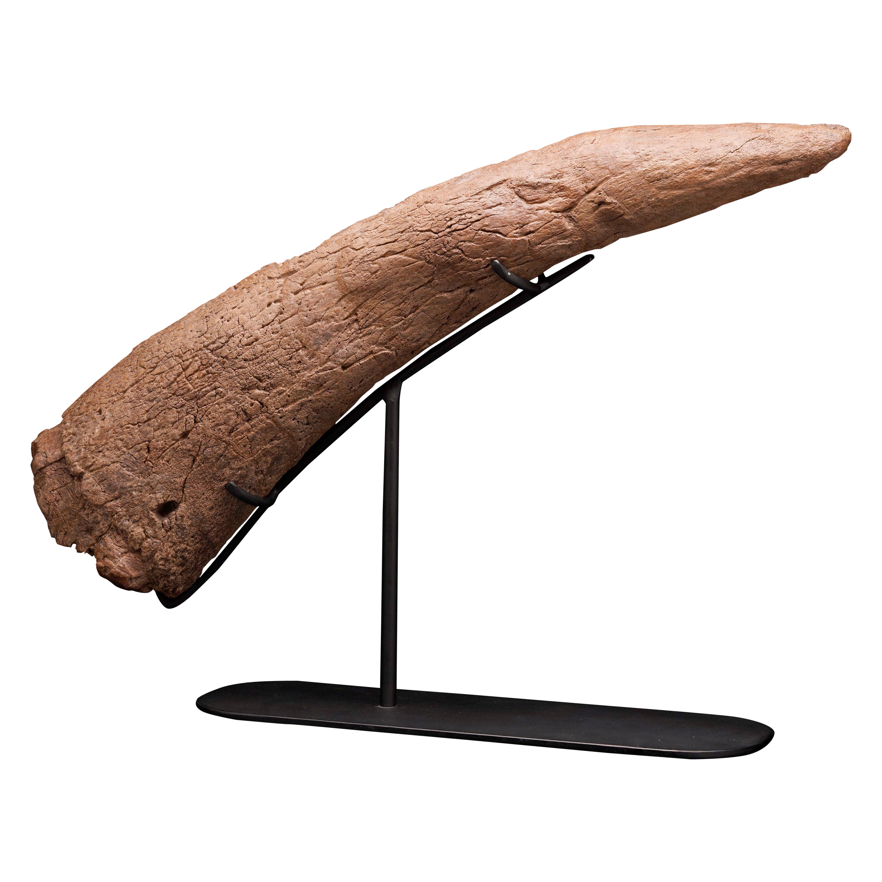 Authentic Medusaceratops Iokii Brow Horn Fossil For Sale