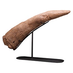 Authentique fossile de corne de sourcil Medusaceratops Iokii
