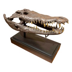 1990 Bronze Sculptural Replica of a Crocodile Skull on a Base (Réplique d'un crâne de crocodile sur un socle)
