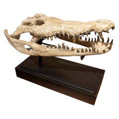 1990er Jahre Naturalistische Replica eines Krokodilschädels aus Bronze in Knochenoptik