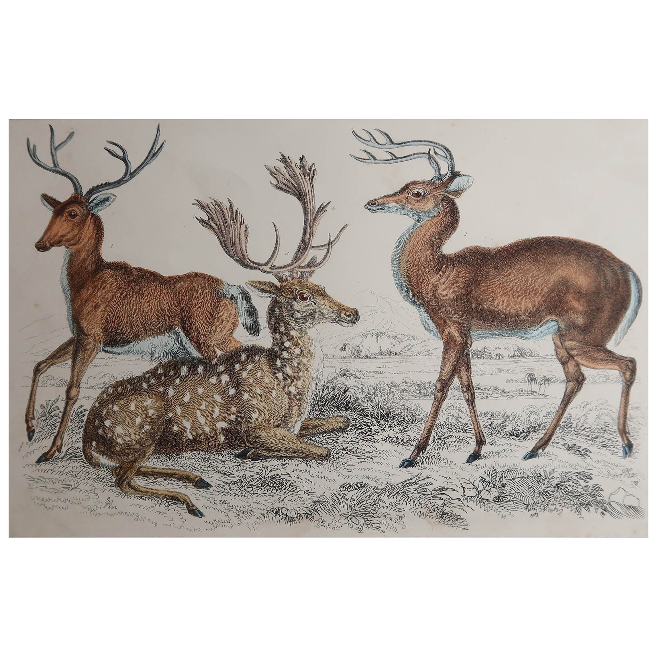 Original Antique Print of Deer, 1847 'Unframed'