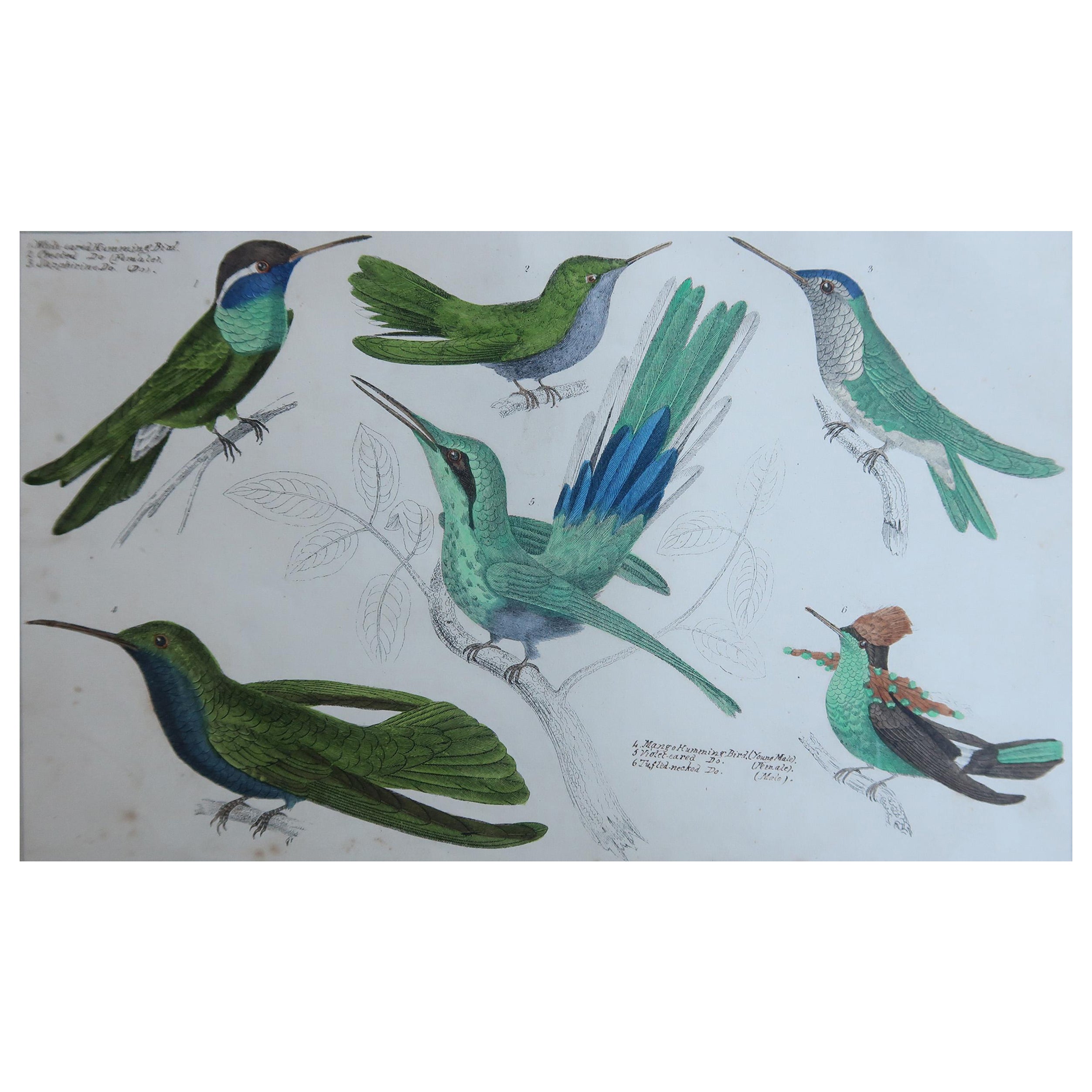 Original Antique Print of Hummingbirds, 1847, 'Unframed'