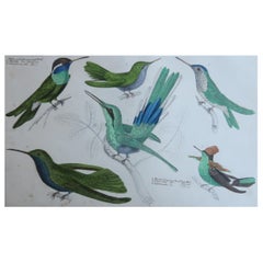Grabado original antiguo de Colibríes, 1847, 'Sin enmarcar