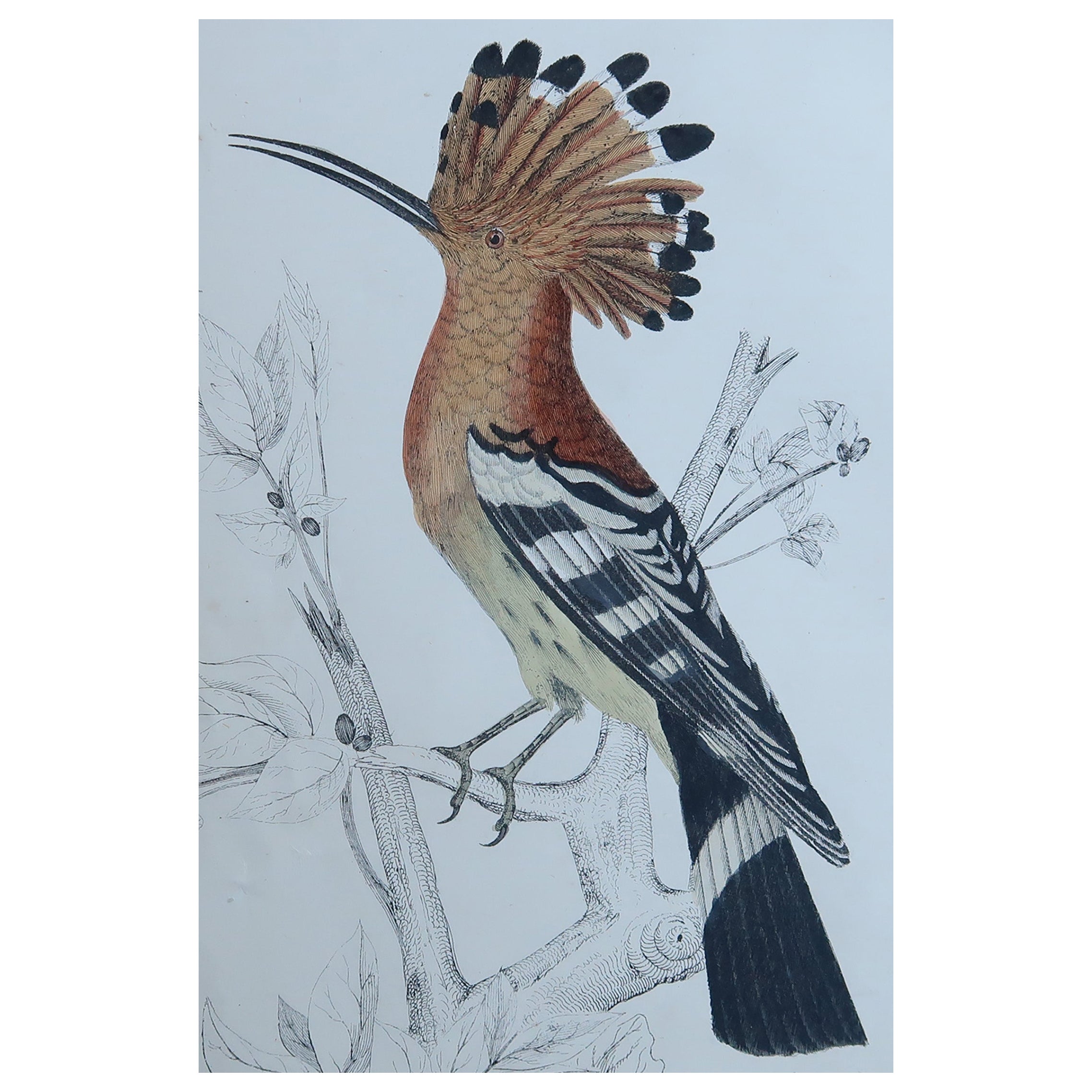 Original Antique Print of a Hoopoe, 1847, Unframed
