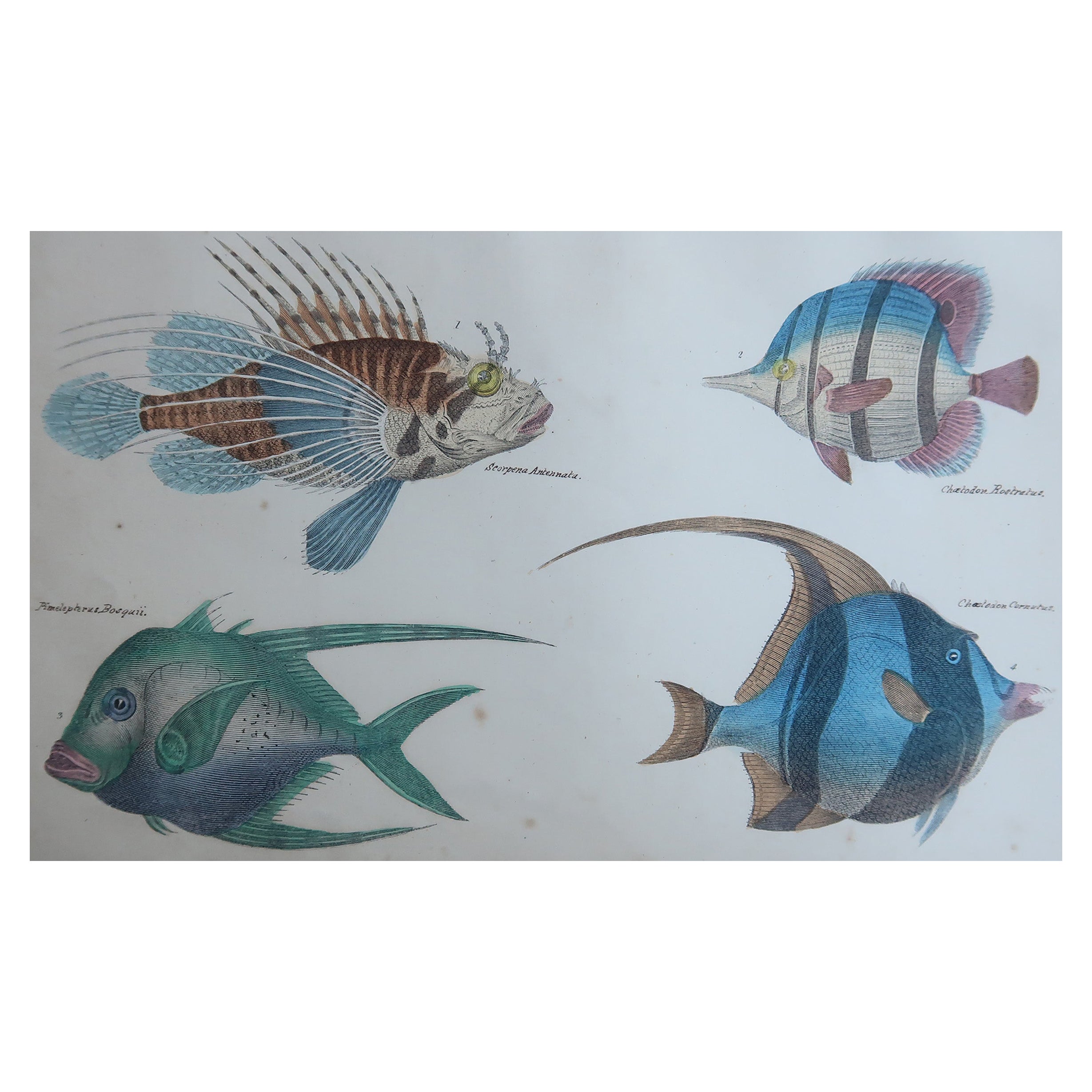 Original Antique Print of Fish, 1847 'Unframed'