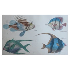 Stampa antica originale di un pesce, 1847, senza cornice