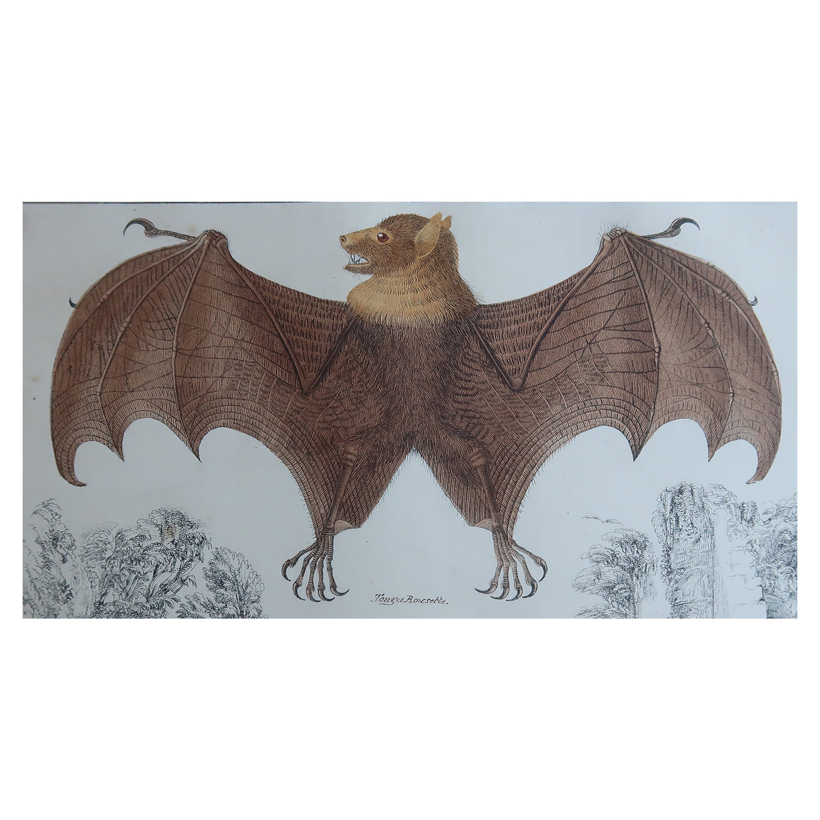 Original Antiker Druck einer Fledermaus, 1847, ungerahmt