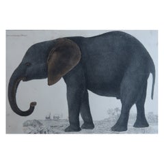 Stampa antica originale di un elefante, 1847, senza cornice