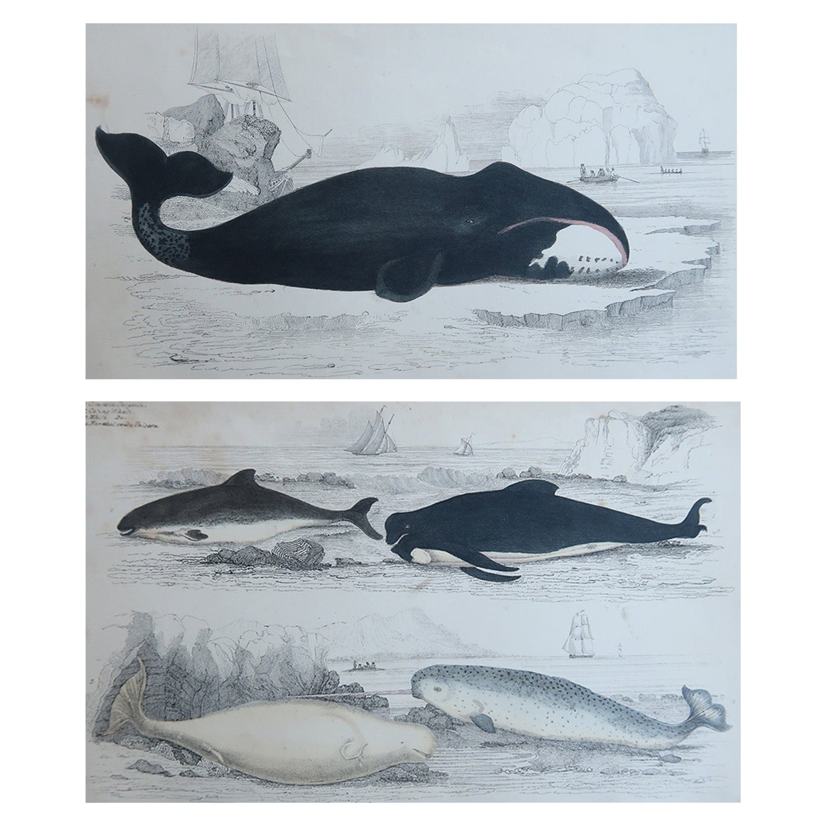 Stampe antiche originali di balene e delfini, 1847