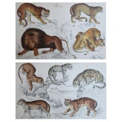 Stampe antiche originali di animali, Leoni e Tigri, 1847