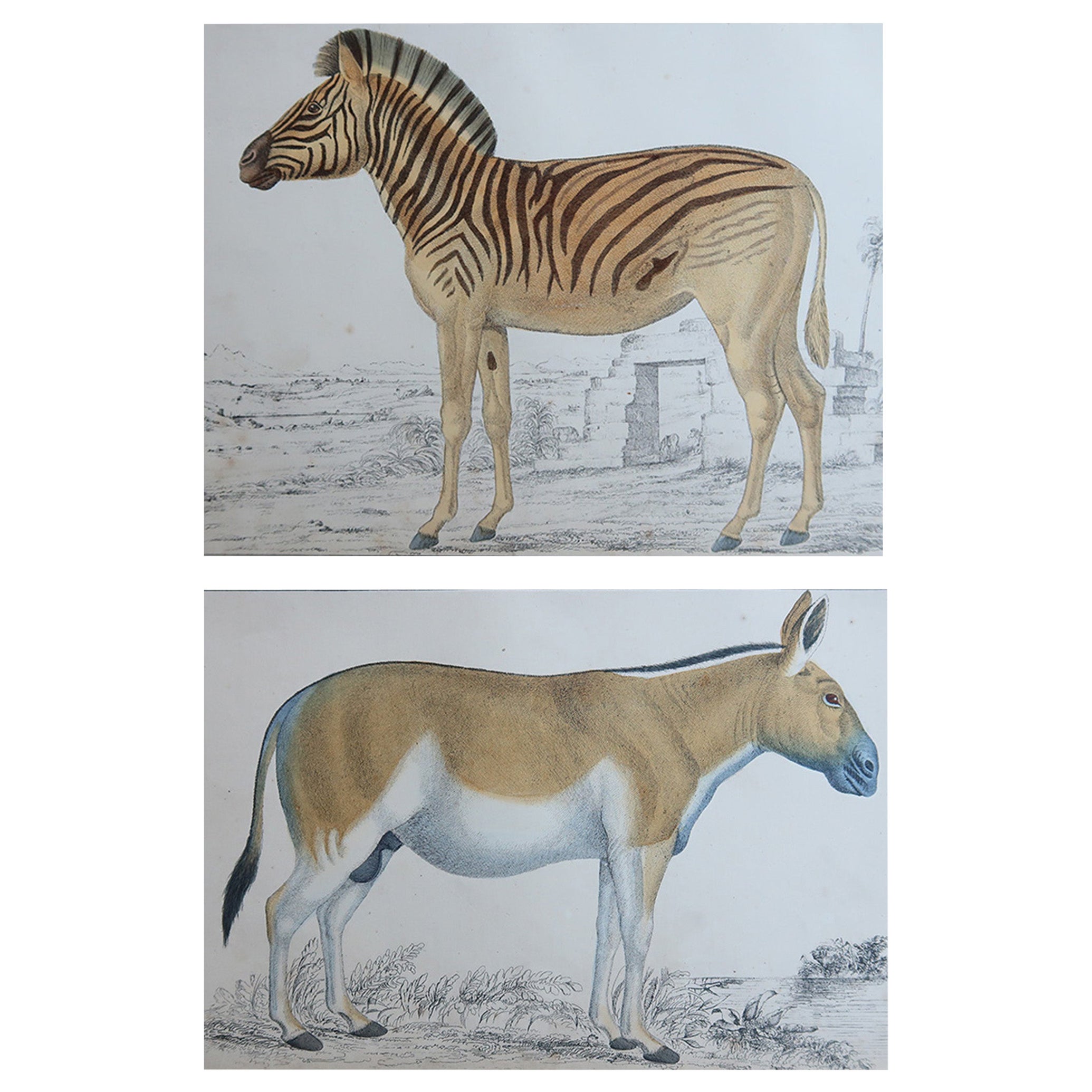 Original Antique Prints of A Zebra and An Ass, 1847