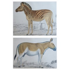 Original Antique Prints of A Zebra and An Ass, 1847