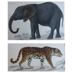 Original Antique Prints of an Elephant and a Jaguar, 1847