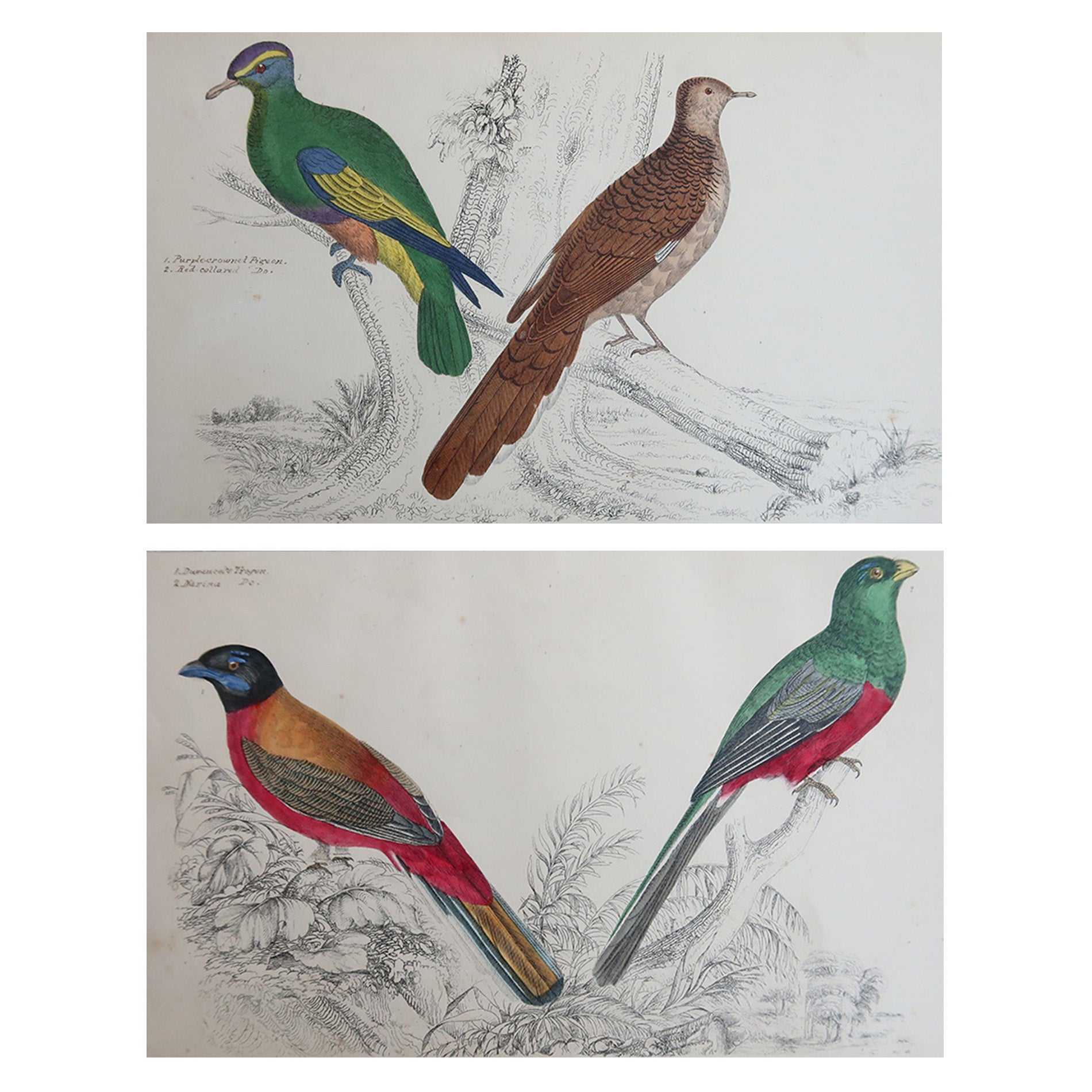 Stampe antiche originali di uccelli, trogoni e piccioni dalla testa viola. 1847