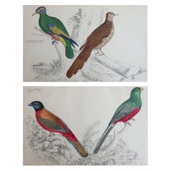Grabados Antiguos Originales de Aves, Trogones y Palomas de Cabeza Morada. 1847