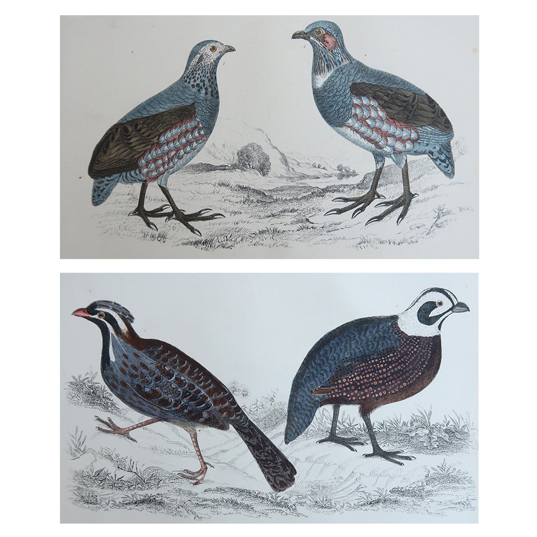 Grabados Antiguos Originales de Aves, Codornices y Perdices. 1847