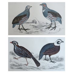 Stampe antiche originali di uccelli, quaglie e pernici. 1847