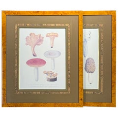 Pair of Mushroom Taxonomy Art Prints in Burl Wood Frame