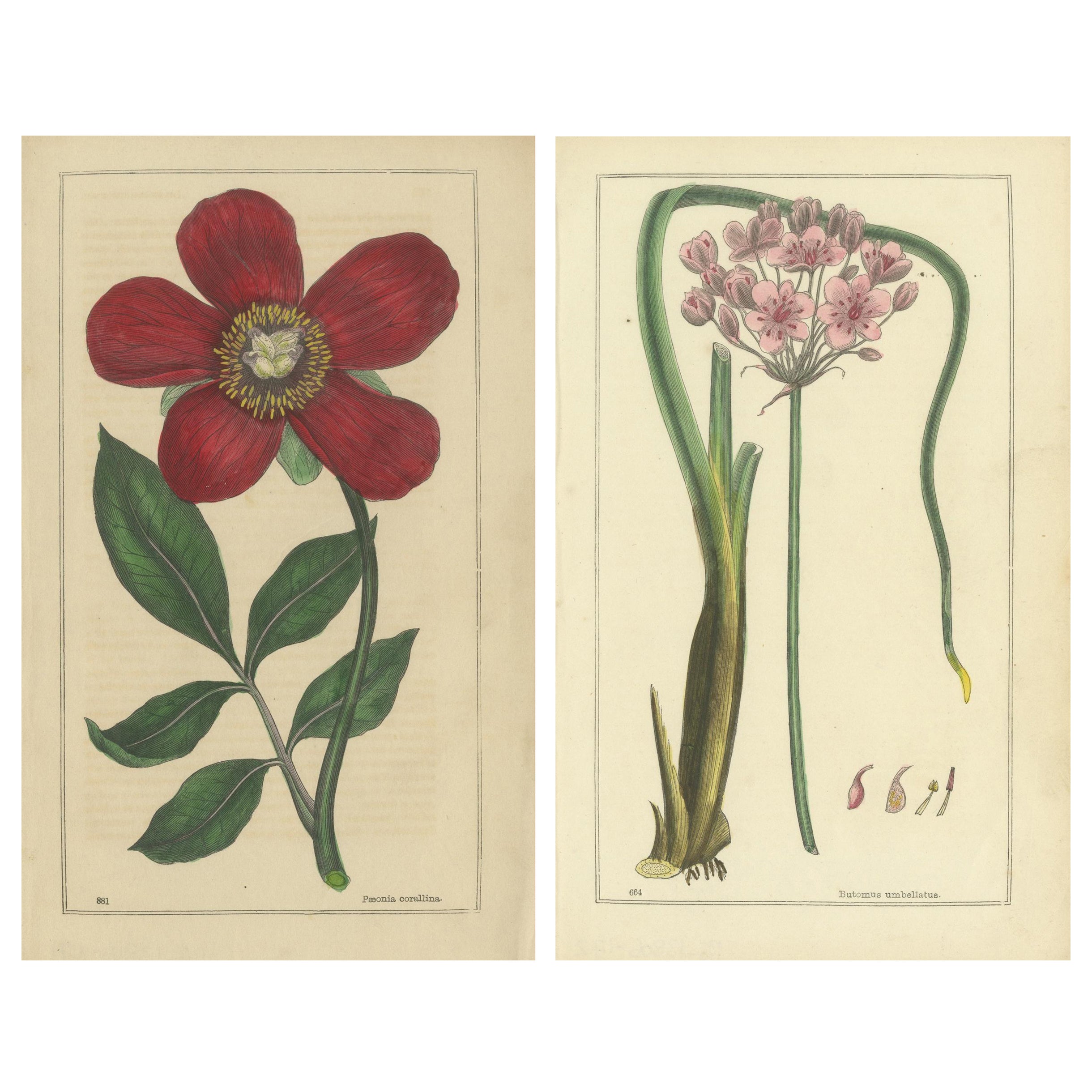 Stampe botaniche del 1871 di Paeonia e Butomus dalla flora di Tunbridge Wells