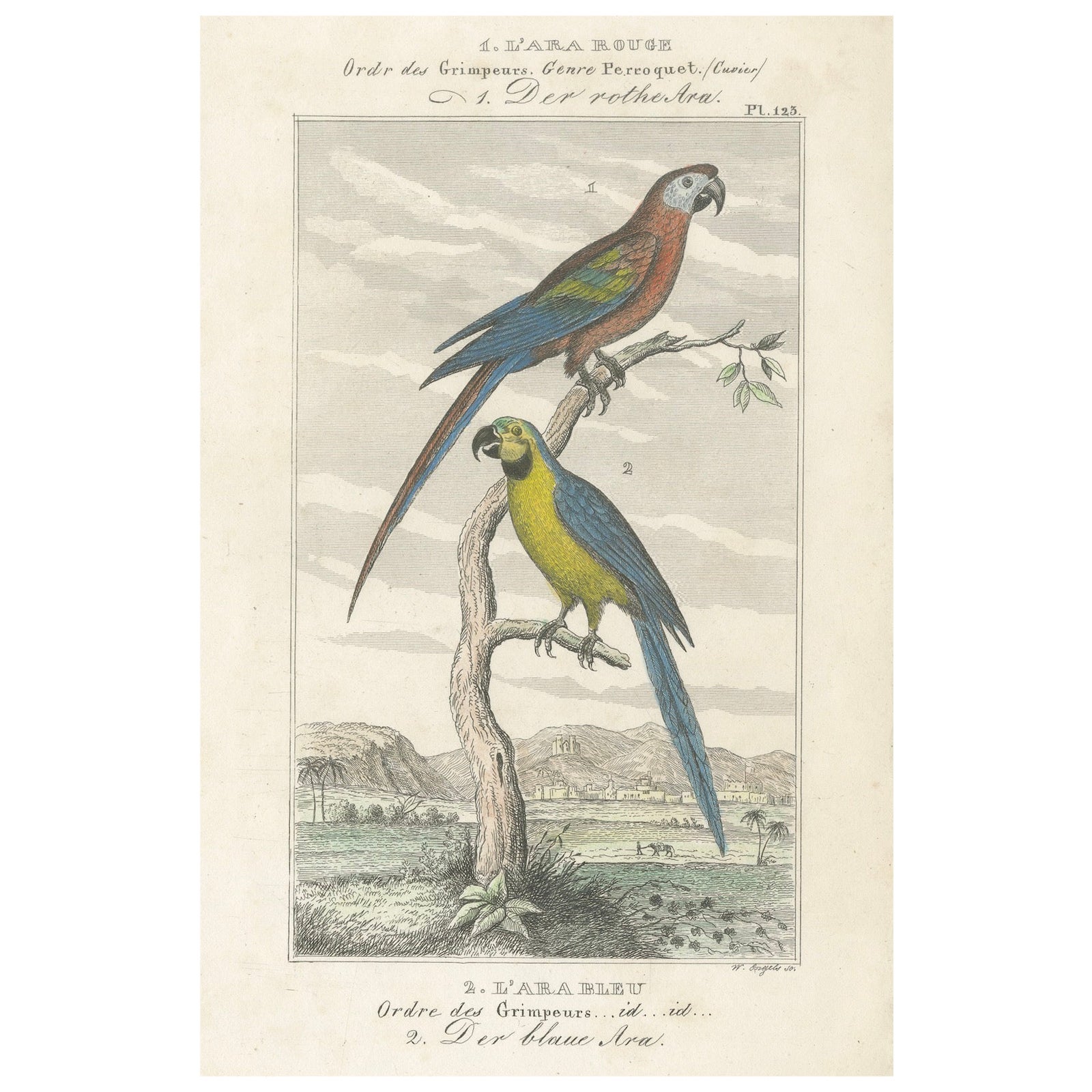 Petite estampe coloriée à la main L'Ara Rouge et Bleu Perroquet de l'Histoire de Buffon, 1770
