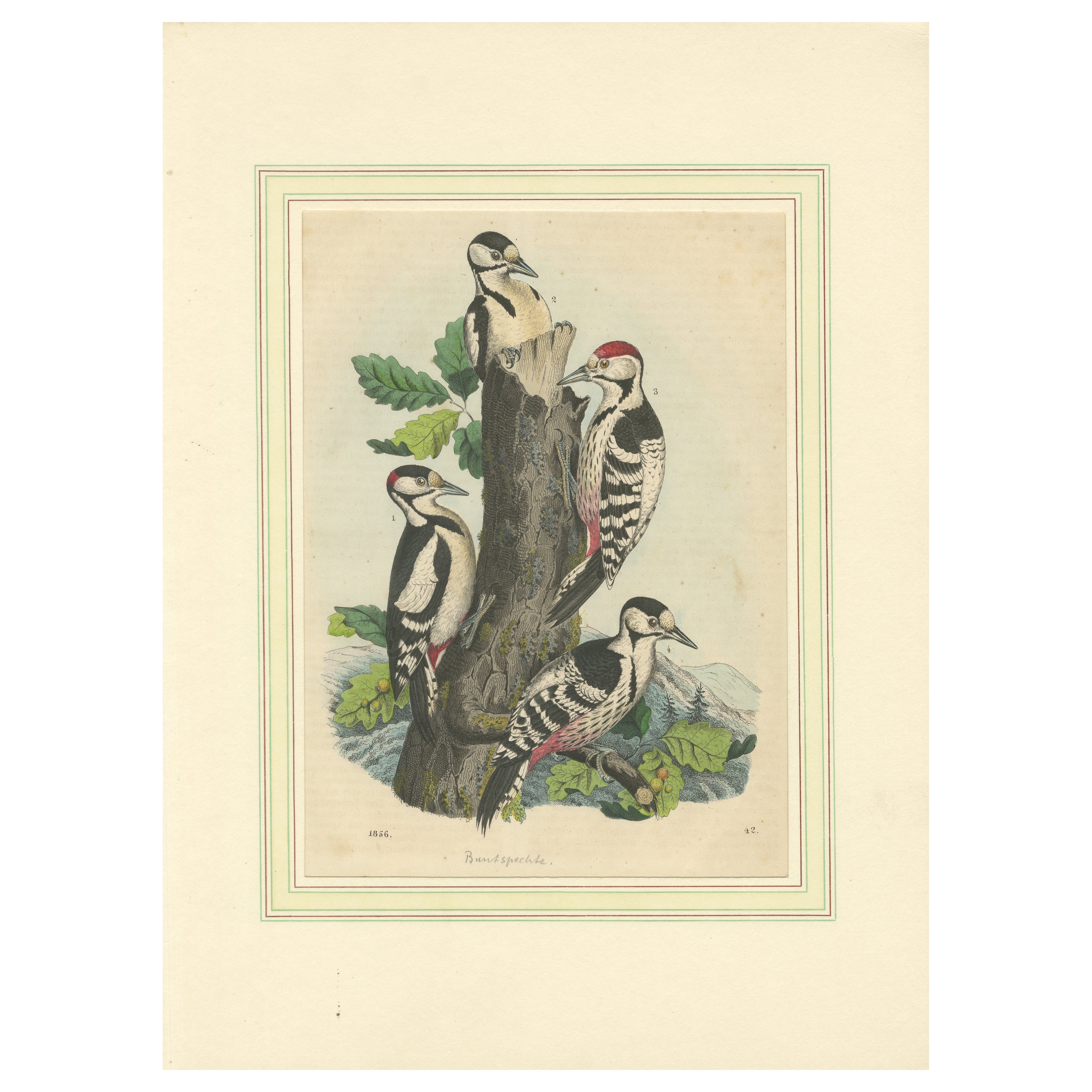 Picchi in armonia: Uno studio aviario del 1856 in una litografia colorata a mano