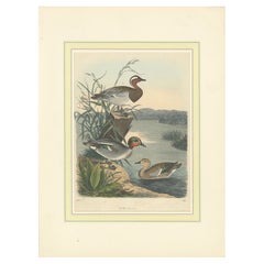 Litografía coloreada a mano de gráciles patos junto al agua: Un retrato aviar de 1857