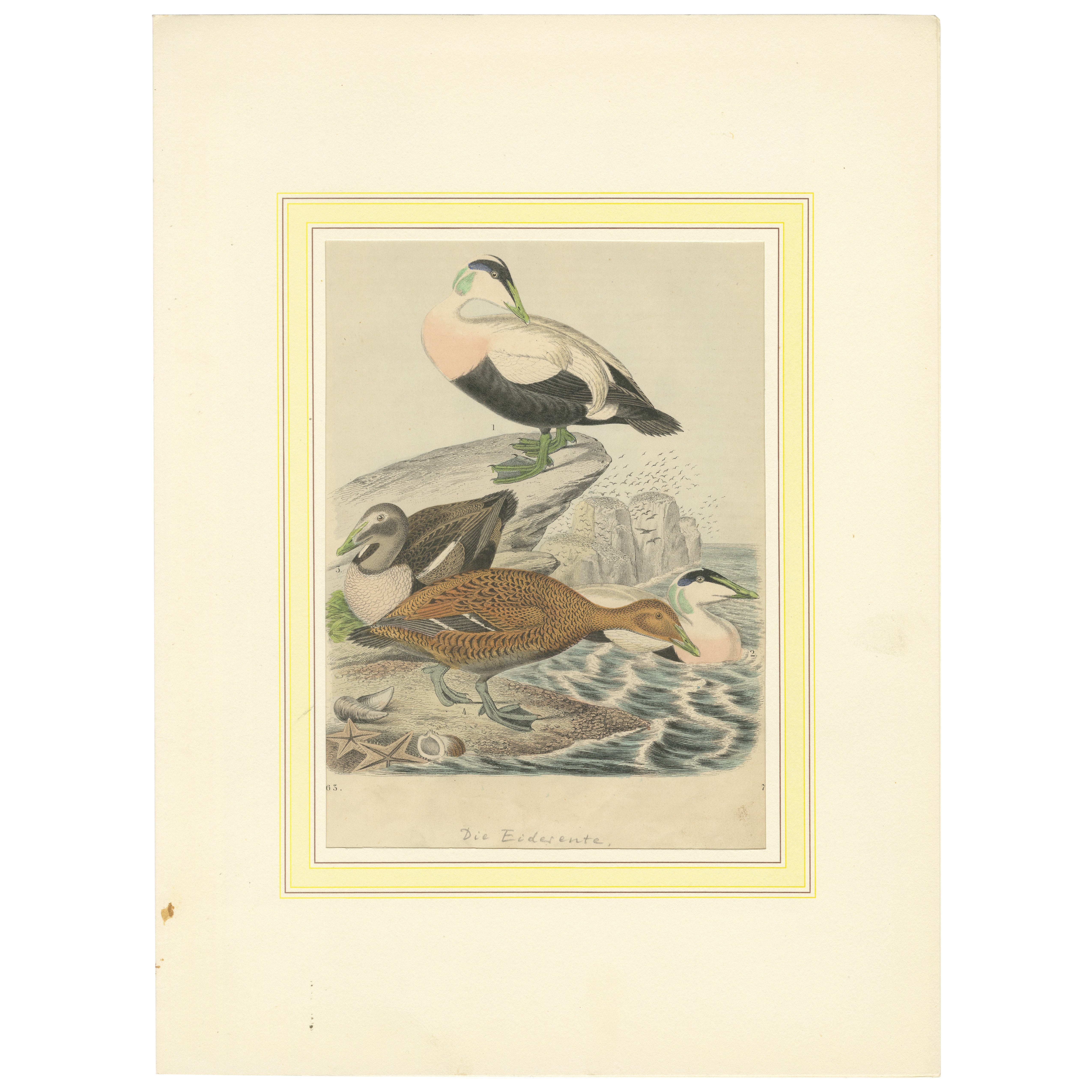 Lithographie collectionnée à la main « Eider Ducks by the Sea : An 1863 Coastal Study