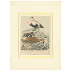 Hand-Coloured Lithograph of Eider Ducks by the Sea: An 1863 Coastal Study