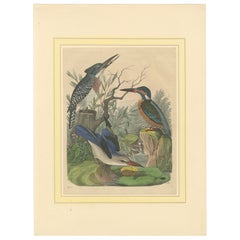 Hand-Coloured Lithograph of Kingfishers in Serenity: An 1852 Riverside Study