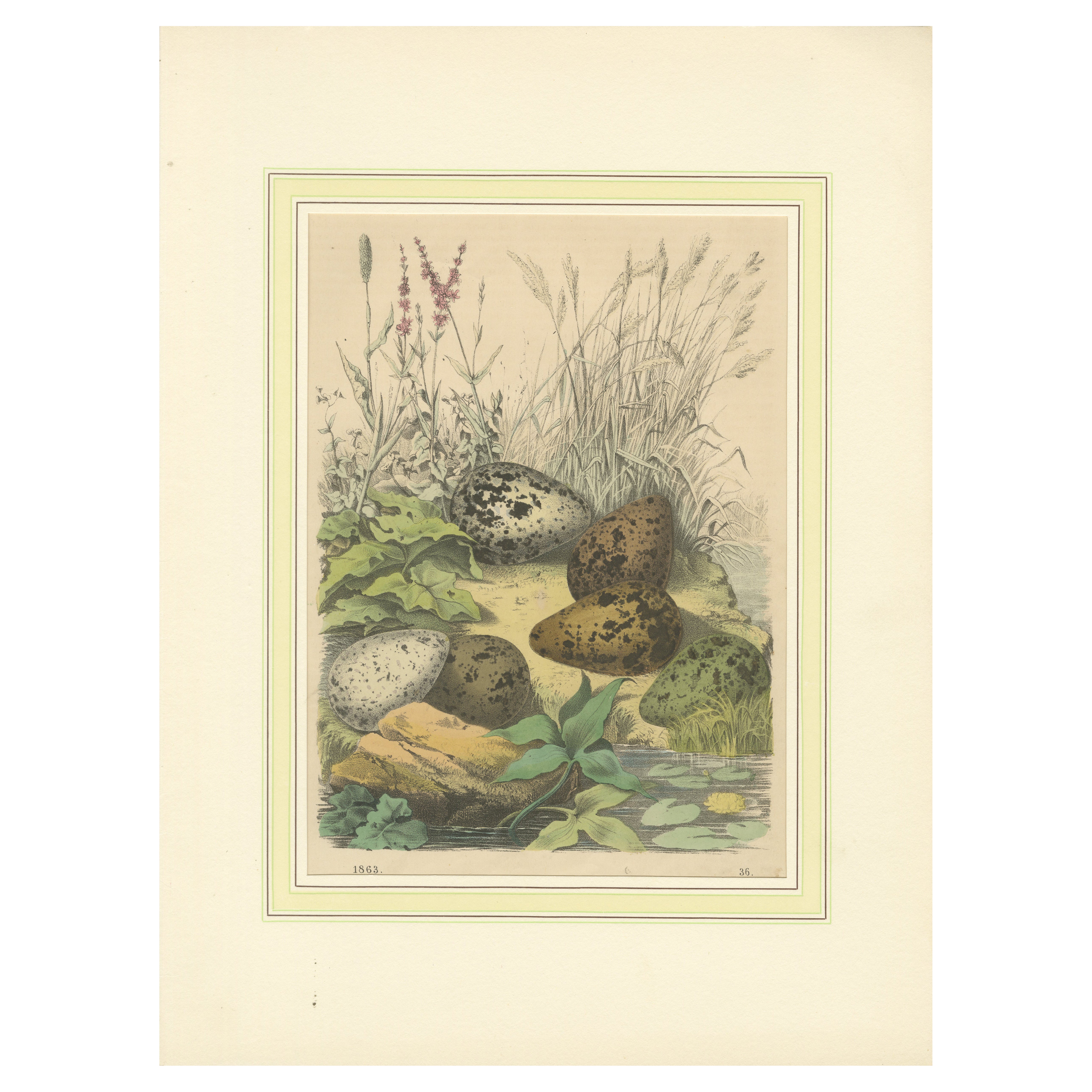 Pfeifeneier in der Nature: Eine Studie über die Fortpflanzung von Vögeln aus dem Jahr 1863 - Lithographie im Angebot
