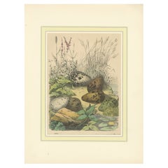 Huevos de paloma zurita en la naturaleza: Un estudio de 1863 sobre la reproducción aviar - Litografía