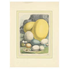 Los Huevos de las Aves del Mundo: Un estudio de 1857 sobre la diversidad aviar - Litografía coloreada a mano