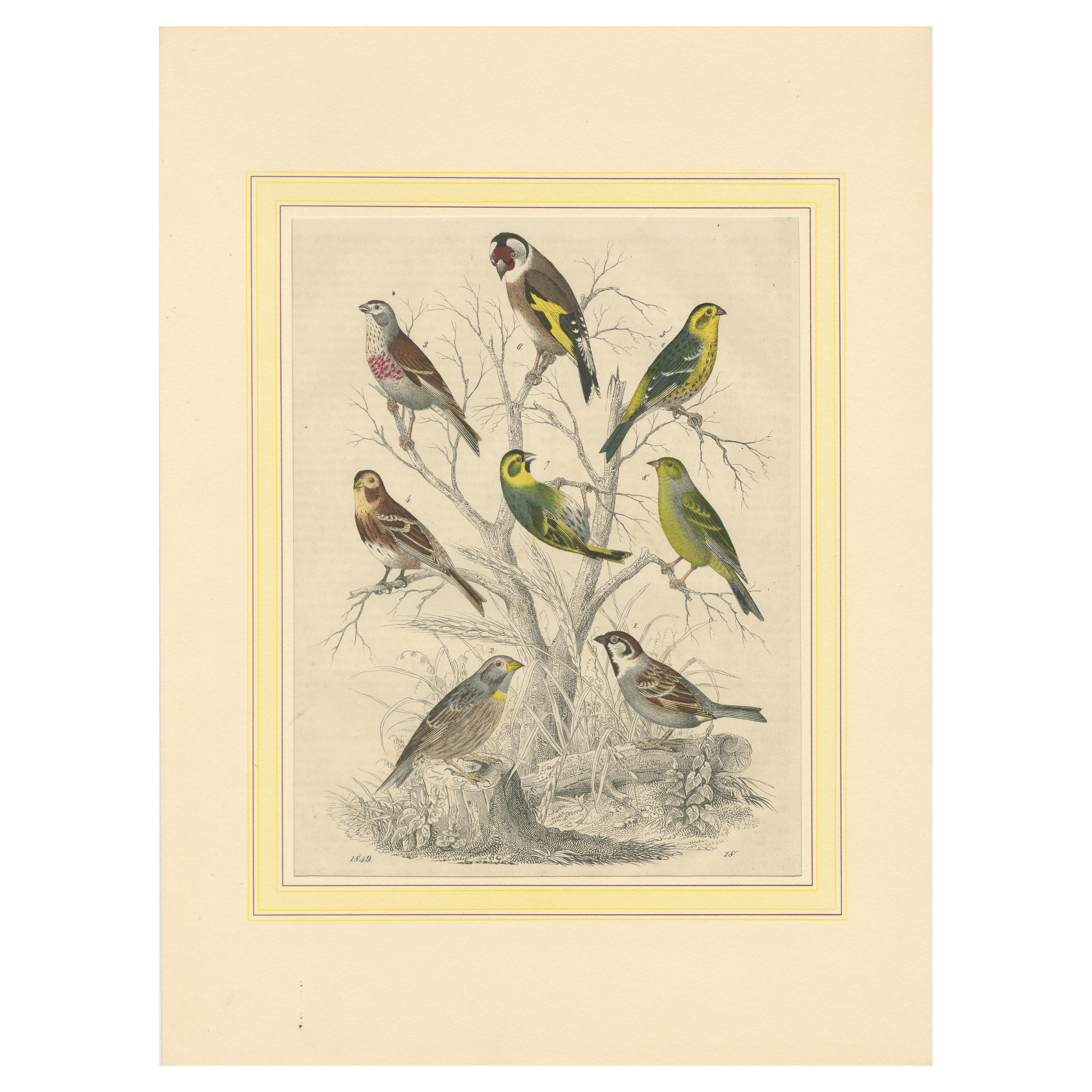 Finches and Sparrows: An 1849 Avian Assembly - A Hand-Coloured Lithograph