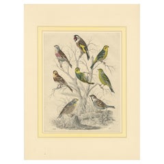 Finches and Sparrows: An 1849 Avian Assembly - A Hand-Coloured Lithograph
