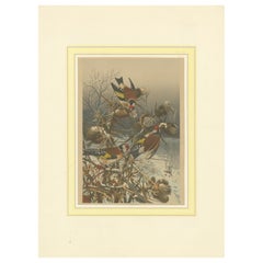 European Goldfinches in Winter: An 1879 Lithograph