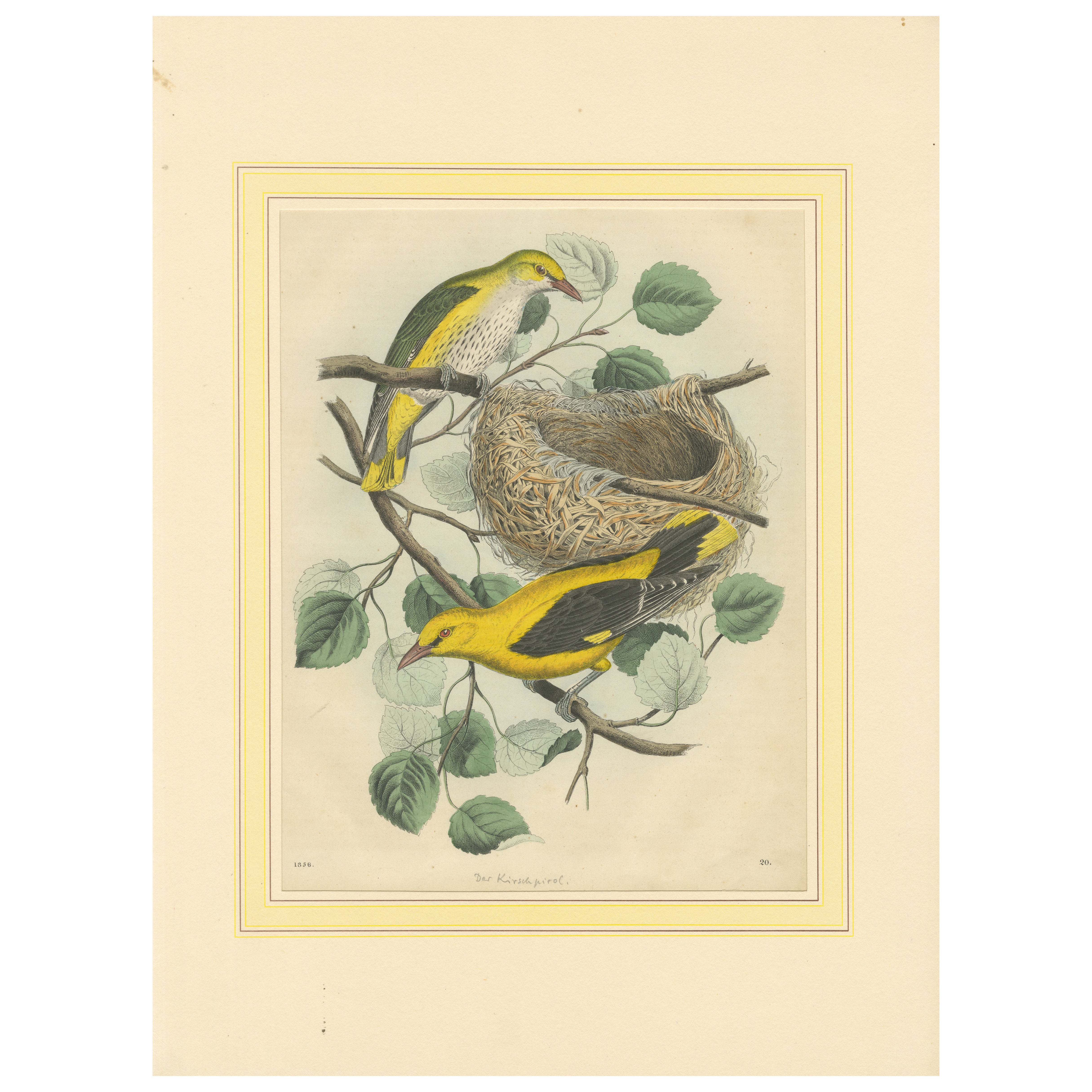 Coppia di orioli dorati e nido su un ramo, da Book of Worlds, 1856