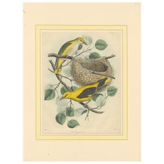 Pair of Golden Orioles and Nest on a Branch, from Book of Worlds, 1856