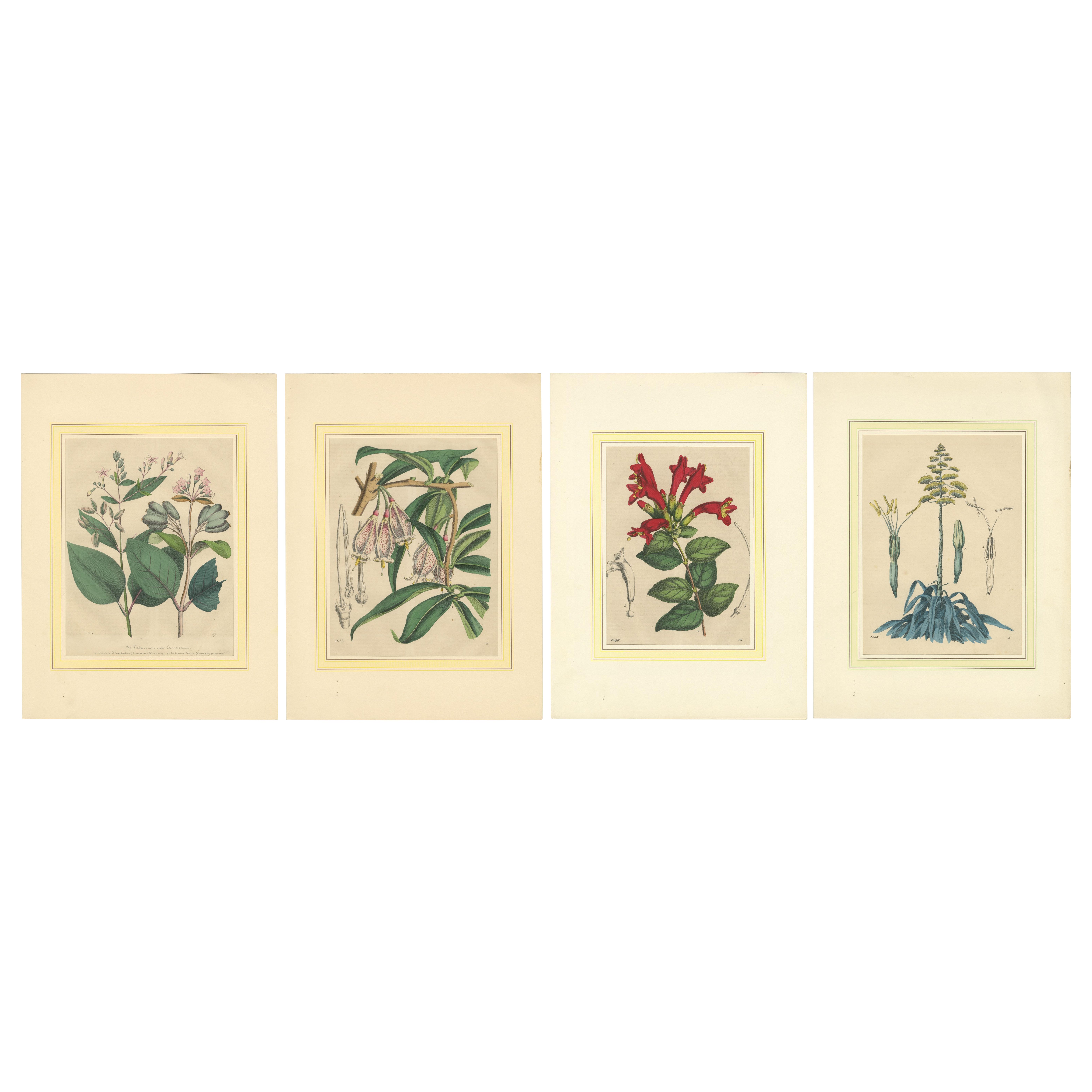 Set of Four Hand-Colored Botanical Prints from Book of Worlds, 1848