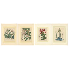 Antique Set of Four Hand-Colored Botanical Prints from Book of Worlds, 1848