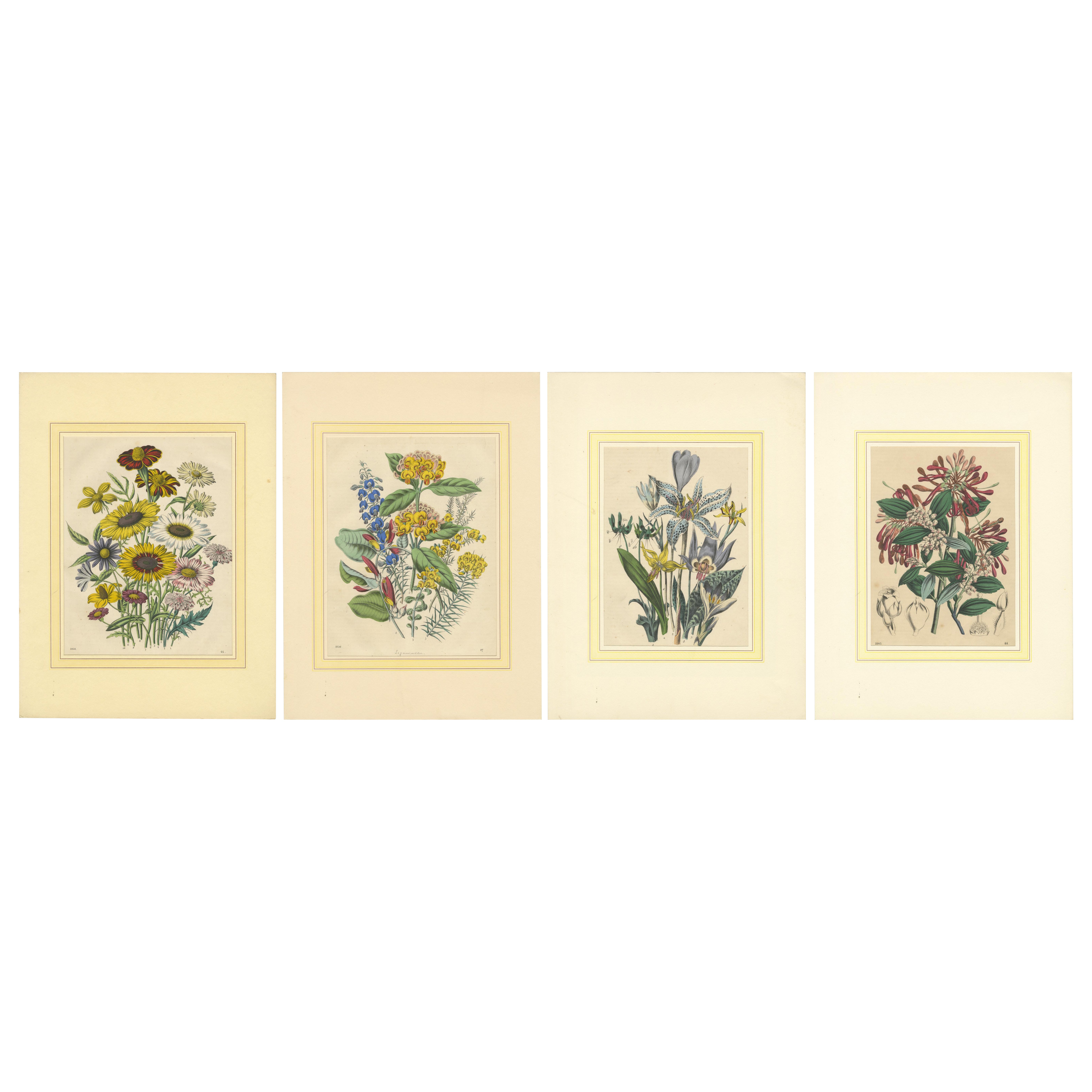 Set of Four Colorful Botanical Flower Prints from Book of Worlds, circa 1850