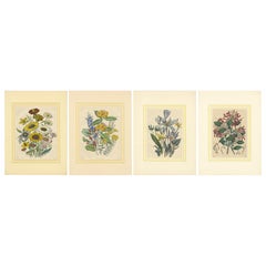 Set of Four Colorful Botanical Flower Prints from Book of Worlds, circa 1850